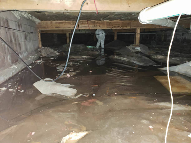 Best Basement Water Damage Restoration in Royal City, WA